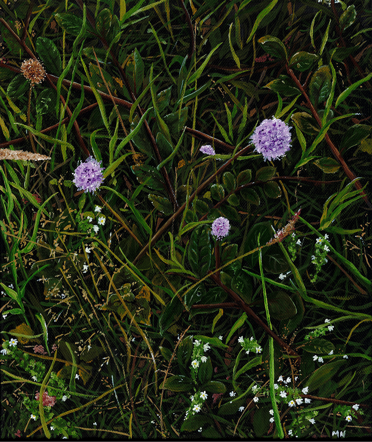Culloden Moor 3 - Thistles